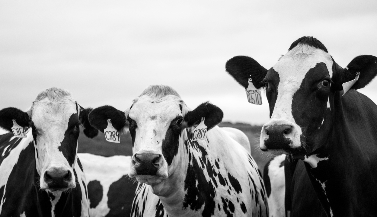 Treat them like cattle